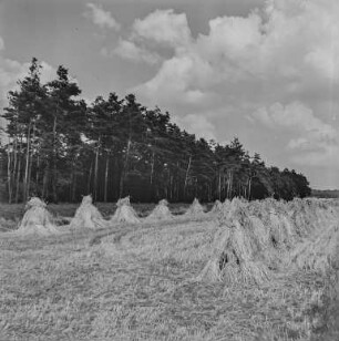 Landschaft bei Neschwitz : Neschwitz. Heuernte