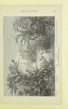 16. Vorderindische Dschungel
