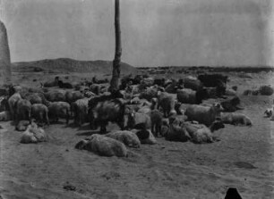 Ziegenherde : Eine Ziegenherde im Tian Shan Hochgebirge