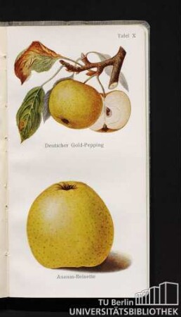 Tafel X. Deutscher Gold-Pepping und Ananas-Reinette.
