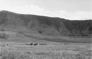 Gnus und Zebras : Zebras und Gnus weiden im Ngorongoro-Krater