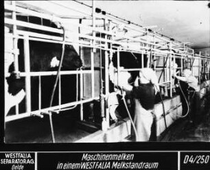 Maschinenmelken in einem Westfalia Melkstandraum