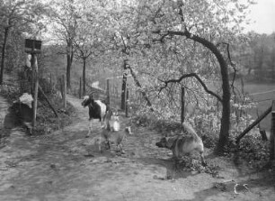 Sachsen. Szene mit Hund und Ziegen