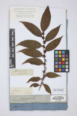 Rhamnus
