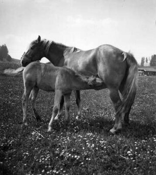 Tiere. Stute mit zwei Fohlen auf einer Weide