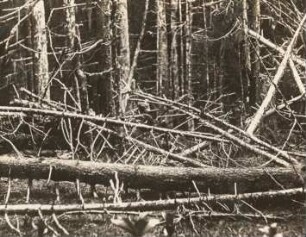 Rumänien. Fichtenwald im Zibinsgebirge