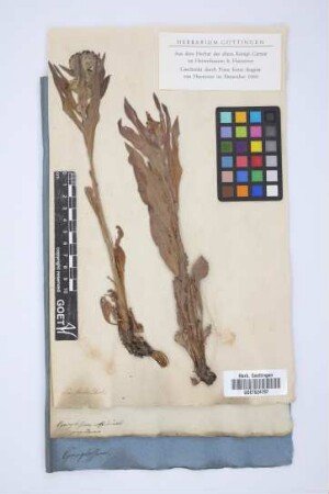 Cynoglossum officinale