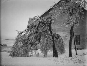 Verschneite Bäume : Mit Schnee und Raureif bedeckte Bäume vor einem Haus in Boží Dar