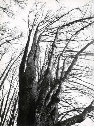 Kahler Baum von Unten