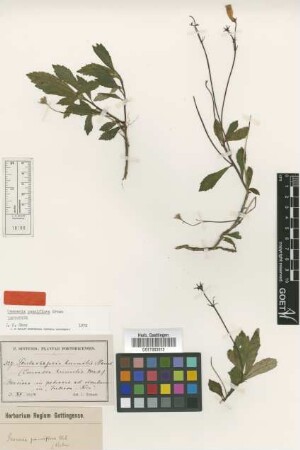 Conradia humilis (L.) Mart.