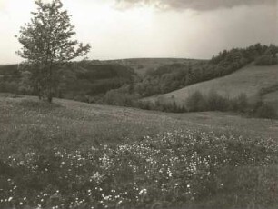 Trollblumen (Trollius europaeus) im Oelsengrund im Osterzgebirge. Am Horizont Breitenau bei Gottleuba
