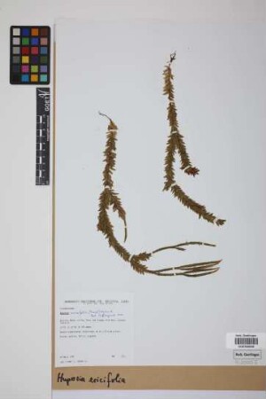 Phlegmariurus ericifolius (C. Presl) B. &Oslash;llg.