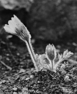 Alpen-Kuhschelle oder Alpen-Küchenschelle (Pulsatilla alpina), Pflanzenart, die der Familie der Hahnenfußgewächse (Ranunculaceae) und der Gattung der Kuhschellen (Pulsatilla) angehört