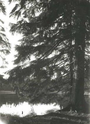 Landschaftspflege. Alter Nadelbaum am Wasser