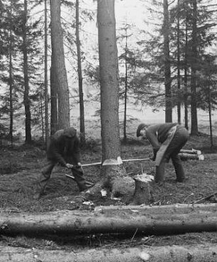 Fällen des Holzes: Absägen des Stammes : Technikgeschichte | Technologie | Holzgewinnung und Bearbeitung