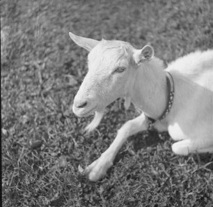 Long Island, Triangle Farm, Ziege