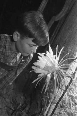 Blühen der Kaktee "Prinzessin der Nacht" im Kakteenhaus des Botanischen Gartens während einer Nacht.