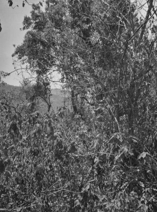 Wald : Dichter Wald