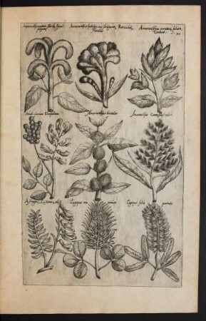 Taf. 21. [Amaranthus, Hedysarum, Astragalus und Lagopus maximus.]