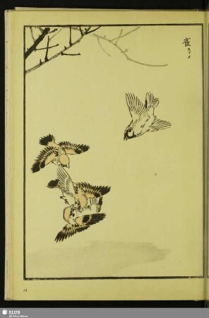 [Feldsperling, Passer monatnus saturatus Stejneger]