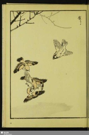 [Feldsperling, Passer monatnus saturatus Stejneger]