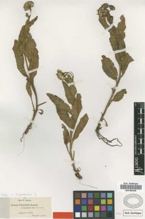 Senecio tournefortii Lapeyr. var. Boiss. granatensis[type]