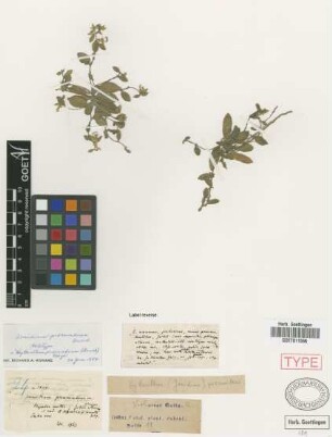 Jonidium procumbens Griseb.