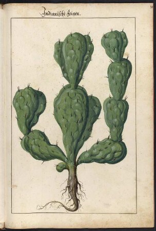 Indianische Feigen : Indianische Feigen (Opuntia ficus indica) fol. 35 recto aus: Kentmann, Johann: Kreutterbuch. 1563. Dresden: SLUB Mscr.Dresd.B.71
