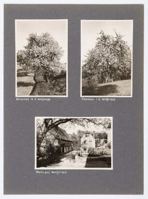 Referenzmappe 3/17 des Fotografen Walter Möbius : Mappenblatt 64 mit drei Fotografien (Blühender Birnbaum und Gehöft in Weißtropp)