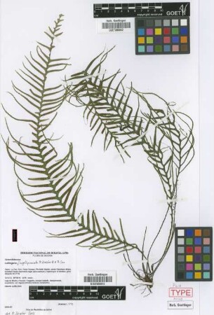 Lellingeria flagellipinnata M.Kessler & A.R.Sm. [paratype]