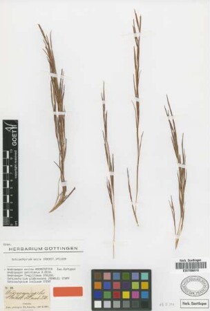 Andropogon exilis Hochst. [syntype]