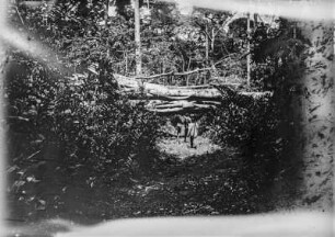 Im Urwald : Die Expeditionsteilnehmer und ihre Begleiter während der Durchquerung des Urwalds