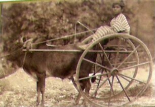 Singhalesen der Carl Hagenbeck'schen Ceylon Expedition