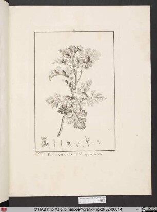 PELARGONIUM quercifolium [Storchenschnabelgewächs].