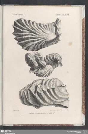 Pl. 484