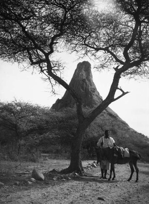 Amba Toquile : Blick auf den Amba Toquile, in der Hasamo Ebene in Eritrea