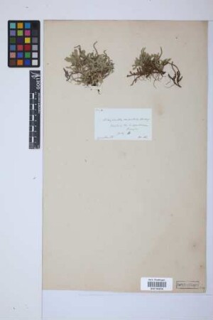 Selaginella rupestris (L.) Spring