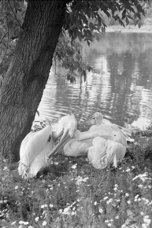 Heißer Sommertag im Stadtgarten