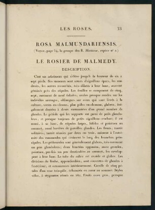 33-34, Rosa Malmundariensis. Le Rosier de Malmedy.
