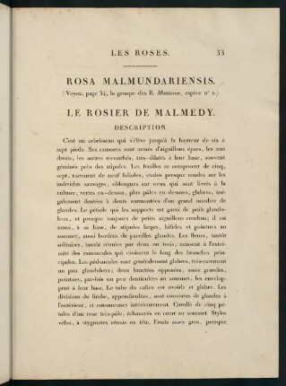 33-34, Rosa Malmundariensis. Le Rosier de Malmedy.