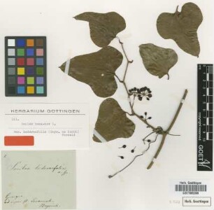 Smilax hederaefolia Beyr. ex Kunth [type]