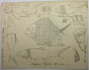 Skizzen mehrerer Fische