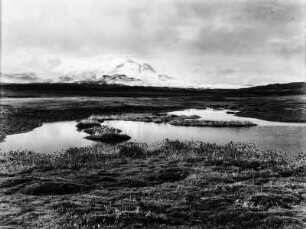 Sumpf : Blick auf ein Sumpfgebiet mit Strausgrassbewuchs nahe des Lago Chungara