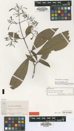 Rustia gracilis K.Schum. [isolectotype]