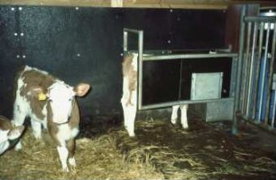 Fotografie: Fütterungstechnik, Kalb, Tränkeautomat, Gruppenhaltung