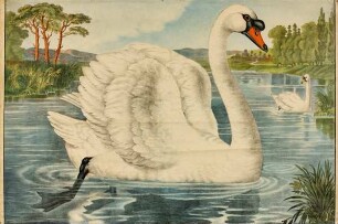 Schwan
