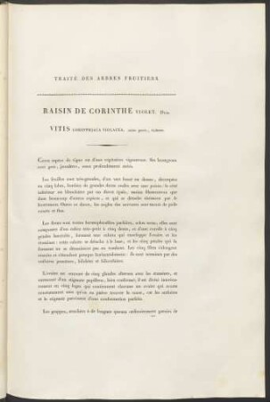 Raisin De Corinthe Violet. Duh. Vitis Corinthiaca Violacea ...