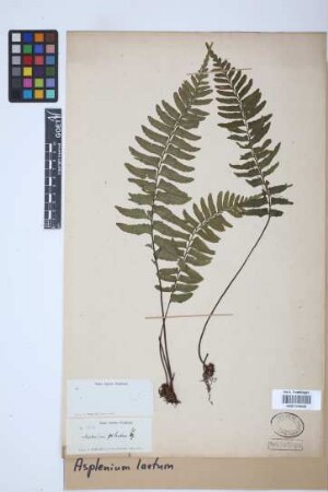 Asplenium laetum