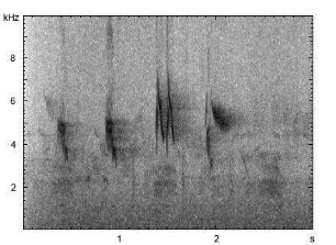 Rohrammer | Emberiza schoeniclus - Gesang