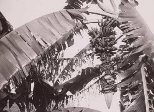 Fruchtstand und Blüte einer Banane : Tanganyika Territory (heute: Tansania). Banane, Fruchtstand und Blüte, 1936